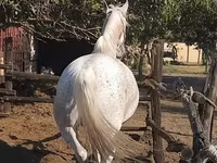 母马, Lipizzaner — 照片 2