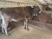 Cow, Swiss cattle — photo 7