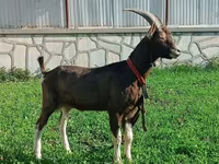 Էգ այծ, Toggenburg goat — լուսանկար 3