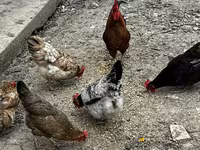 Chickens — फ़ोटो 2