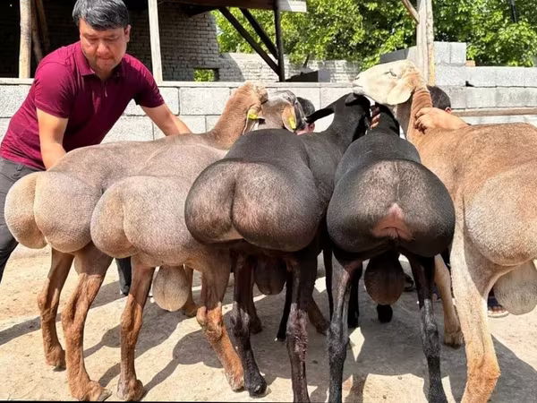 Խոյ, Ոչխարներ