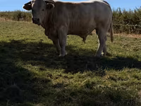 Bulle, Kaste Kuh — Foto 1