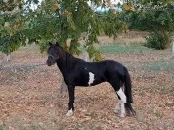 母马, Horses