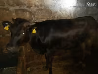 Bull, Cattle — photo 2