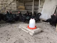 Մալինես — լուսանկար 3