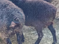 公羊, Sheep — 照片 3