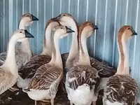 تشاينيز — الصورة 2