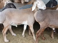 Carnero, Arashan sheep — foto 4