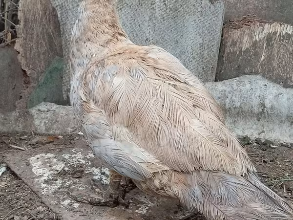 Ducks