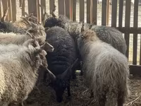 كبش, Racka sheep — الصورة 2