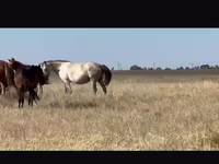 घोड़ी, Kushum Horse — फ़ोटो 2