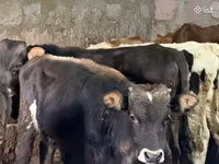 Bull, Aberdeen-Angus — photo 2