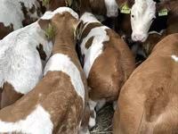 Ցուլ, Simmental cattle — լուսանկար 2