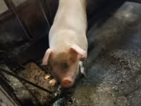 Sow, Pigs — photo 3