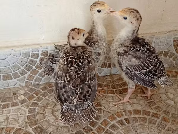 Բրոնզե