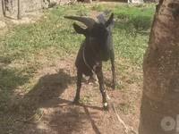 Ешкі, Murcia-Granada goats — 8-сурет