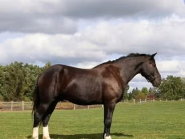 Ձի, Percheron