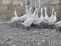 Geese — լուսանկար 1