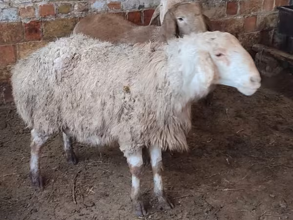 Ոչխար, West-Siberian mutton sheep