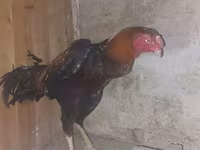 Chickens — फ़ोटो 1
