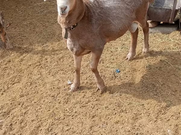 Қошқар, Katum sheep