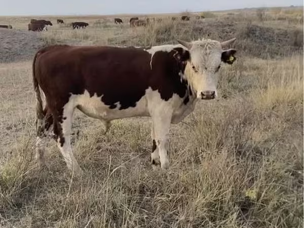 Бык, Казахская белоголовая корова