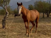Ձի, Tiger horse — լուսանկար 3