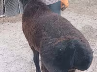 Խոյ, Tian-Shan semifinewool sheep — լուսանկար 1