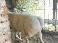 मेढ़ा, Rhon sheep — फ़ोटो 2