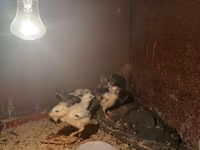 Chickens — Foto 2
