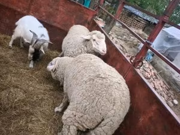 公羊, Sheep