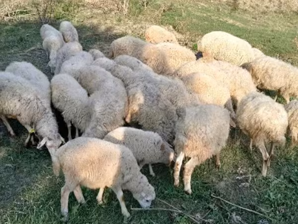 Խոյ, Ոչխարներ