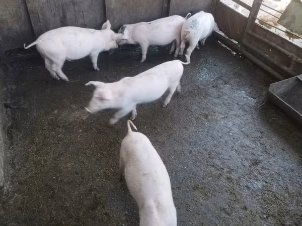 Eber, Schweine