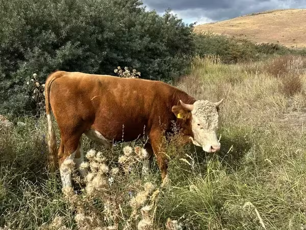 Ցուլ, Simmental cattle