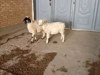 公山羊, Goats — 照片 1