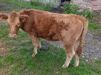 Bull, Cattle — photo 4