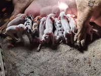 Eber, Schweine — Foto 1