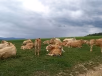 Kuh, Blonde d’Aquitane cattle — Foto 2