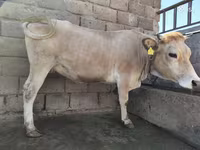 母牛, Cattle — 照片 4