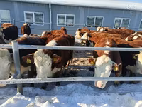 Կով, Russian Black pied cattle — լուսանկար 3