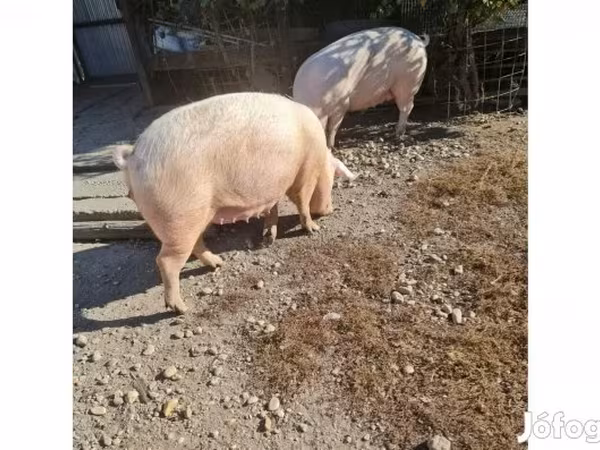 Sow, Крупная белая