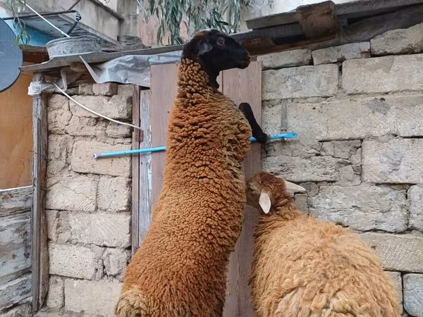 Խոյ, Blackheaded Persian sheep