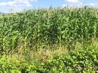 Եգիպտացորենի Սիլոսի Վաճառք — الصورة 3