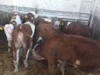 公牛, Limousin cow — 照片 5