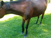 Mare, Horses — photo 2