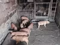 Sow, Pigs — photo 2