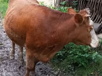 Vaca, Ganado vacuno — foto 4