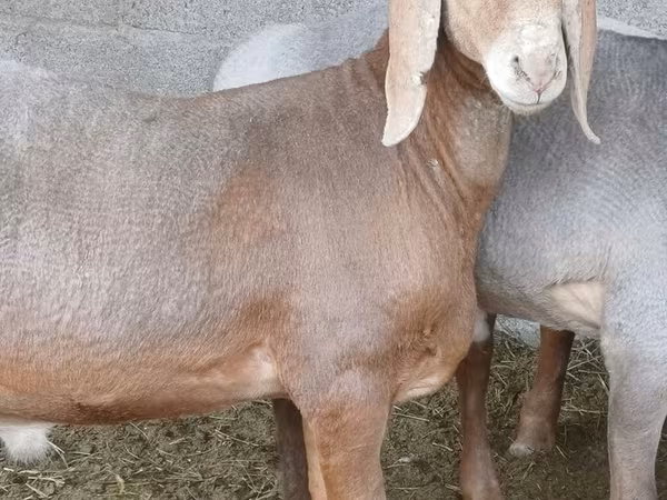 Widder, Arashan sheep
