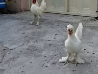 Chickens — फ़ोटो 4