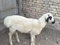 公羊, Suffolk sheep — 照片 1